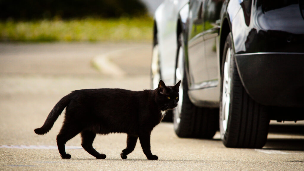 Правительство не будет заставлять водителей сообщать о столкновениях автомобилей с кошками, несмотря на петицию Cat crossing the road