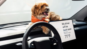 Тесла Модель 3 Стандарт - собака.